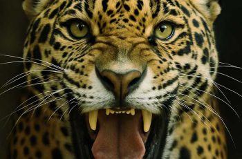 Forgiveness: A Wild Provocation from a Nonconforming Soul